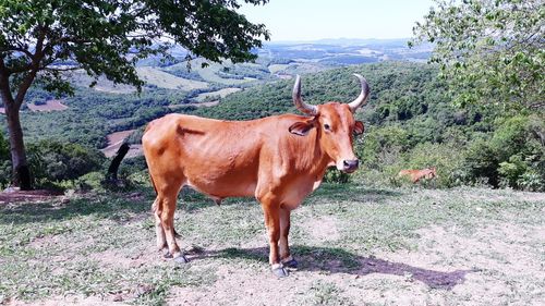 Cow standing in a field