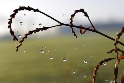 Close-up of wet spider web against sky during rainy season