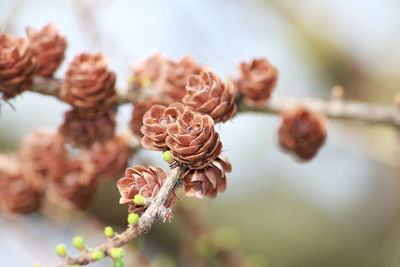 Close-up of wilted flowers on plant