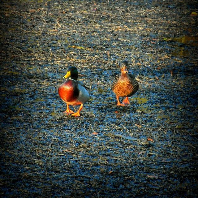 animal themes, bird, animals in the wild, wildlife, duck, high angle view, nature, full length, mallard duck, outdoors, one animal, no people, sunlight, field, two animals, day, autumn, leaf, orange color, togetherness