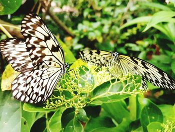 Close-up of butterfly perching on plant