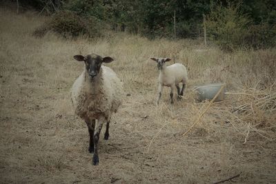 Sheep standing in a field