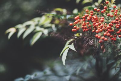 Close-up of plant against blurred background