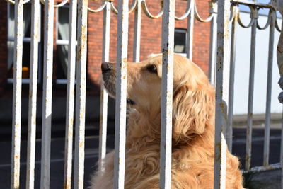 Close-up of a dog behind gates.