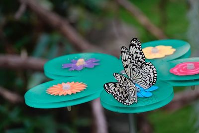 Close-up of butterfly pollinating on flower