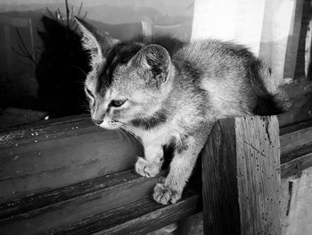 Close-up of a cat looking away