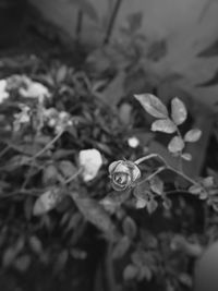 Close-up of plant against blurred background