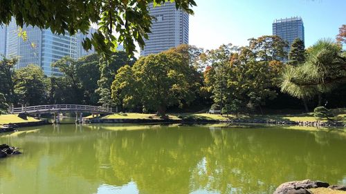 Trees by lake in city