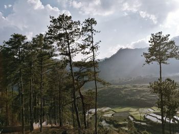 Trees on landscape against sky