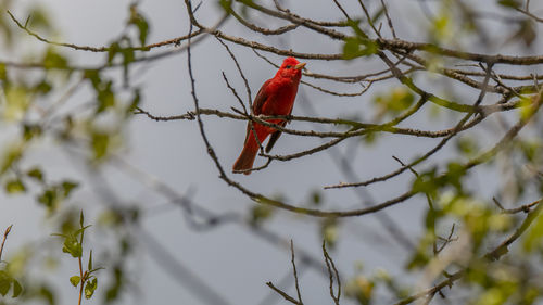 Low angle view of red summer tanager bird perching on branch in early springtime