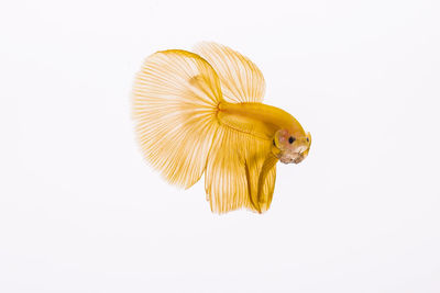 Close-up of yellow fish against white background