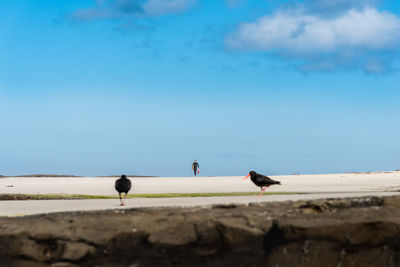 Seagulls on beach