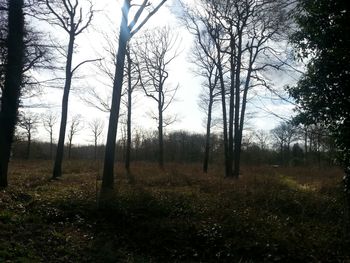 Trees growing on field in forest against sky