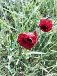 Close-up of red poppy blooming on field