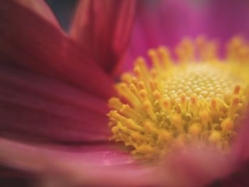 Close-up of yellow flower