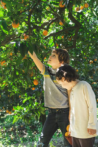 Happy children pick oranges in the garden.