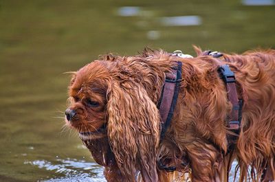 View of dog in water