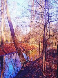 Bare trees by calm lake