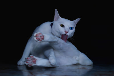 Portrait of white cat