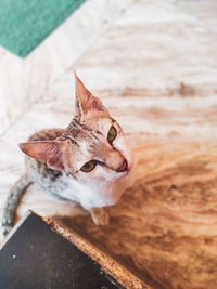 High angle view of cat looking away