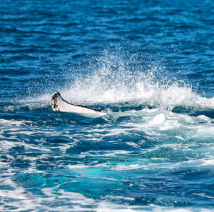 View of whale swimming in sea