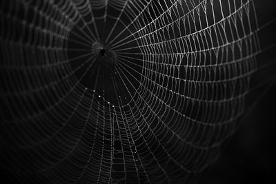 Close-up of spider web against black background