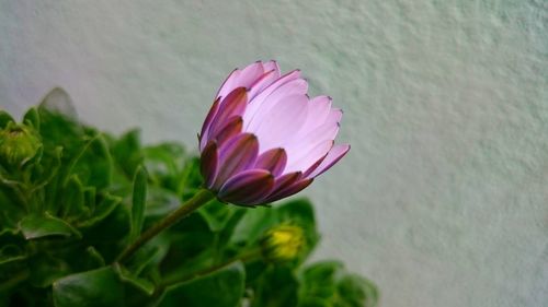 Close-up of pink flower blooming outdoors