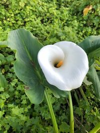 Close-up of white flower blooming outdoors