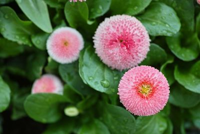 Close-up of pink flowers