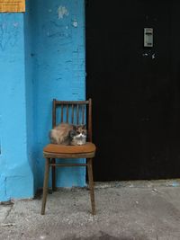 Cat sitting on wall of building