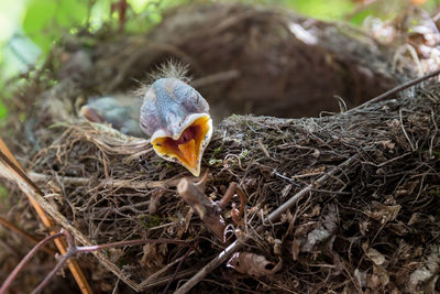 Close-up of bird in nest