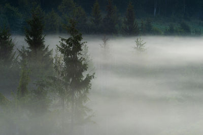 Trees in forest during rainy season