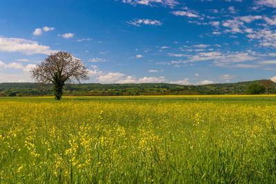 Scenic view of field against sky