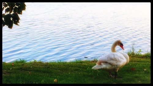 Swan on lake