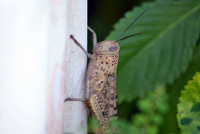 Close-up of insect on leaf