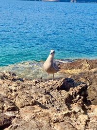 Seagull on a rock