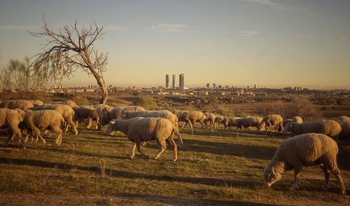 Horses grazing on field against sky