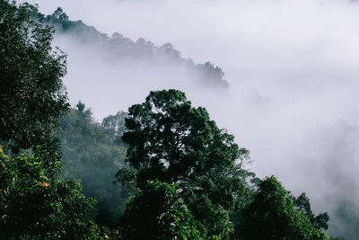 nature