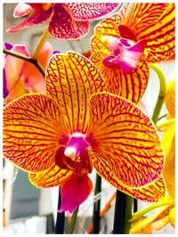 Close-up of multi colored flowers