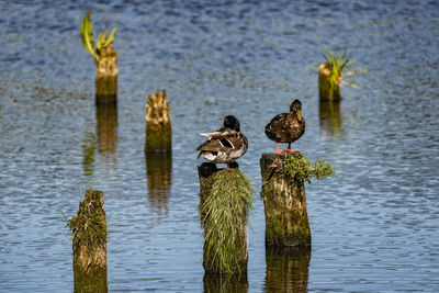 Birds perched on tree stump in river