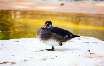 Close-up of bird on frozen lake during winter