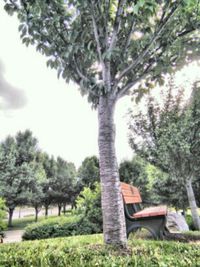 Trees growing against sky