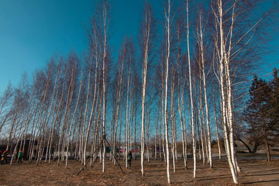 Panoramic shot of bare trees on field against sky