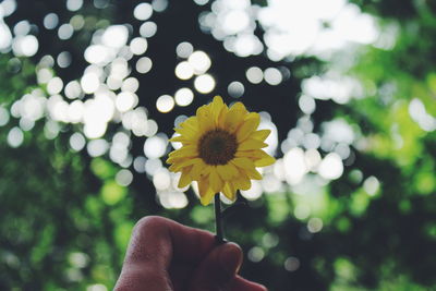 Close-up of hand holding yellow flower