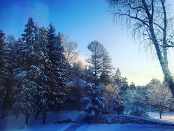 Bare trees in snow covered landscape