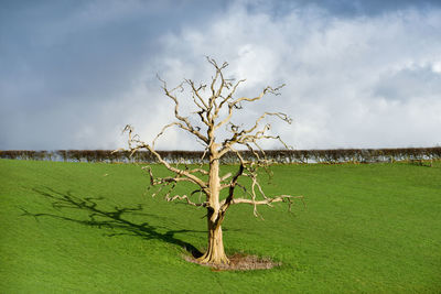 Bare tree on field against sky