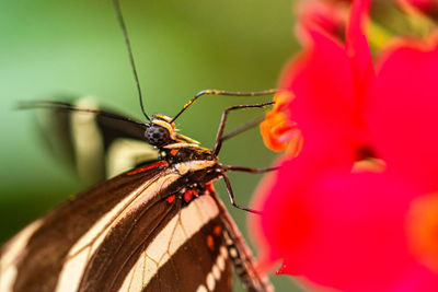 Close-up of butterfly pollinating on flower