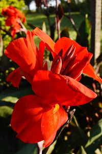 Close-up of orange hibiscus blooming outdoors