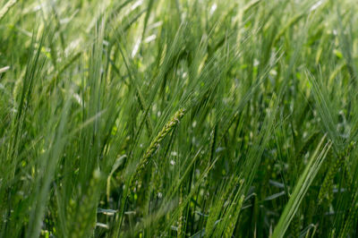 Full frame shot of corn field