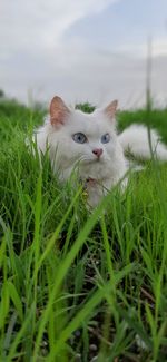 Cat lying on grass